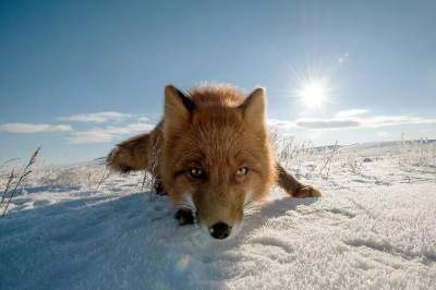 Интересные снимки лисиц в дикой природе. Фото