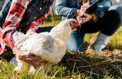 Ученые создали лечебных куриц
