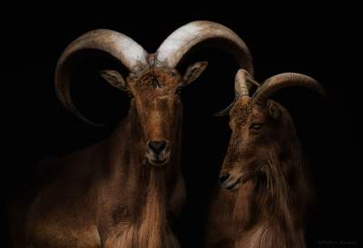 Дикие животные в ярких портретах фотографа из Перу. Фото