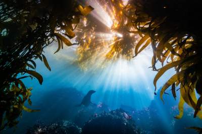 Удивительные подводные фотографии, которые захватят дух. Фото