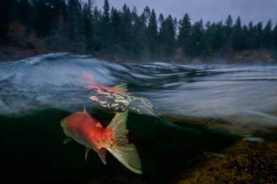 Удивительные подводные фотографии, которые захватят дух. Фото