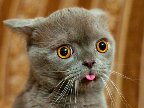 Курьезные снимки кошек с высунутыми языками (ФОТО)