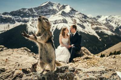 Смешные свадебные фотки, которые будут веселить всю семейную жизнь