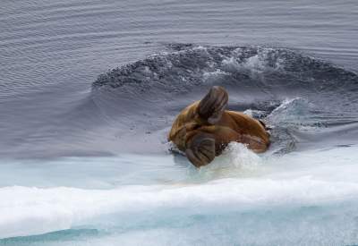 Фотограф показал, как живется моржам. Фото