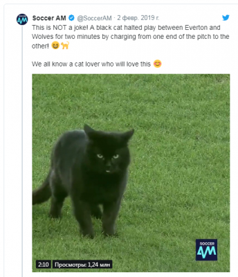 Кот, вмешавшийся в ход футбольного матча, стал звездой мемов