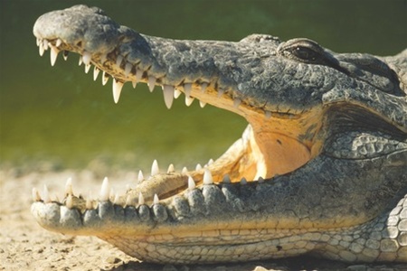 После проверки в тюрьме у зэков нашли крокодила