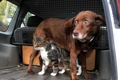 Поводырем слепой собаки стал бездомный кот
