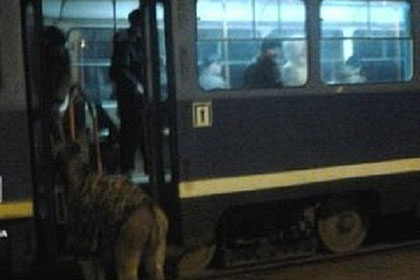 Украинец попытался проехать в трамвае с ослом