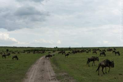 Дикие животные в крупном кенийском заповеднике. Фото