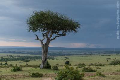 Дикие животные в крупном кенийском заповеднике. Фото