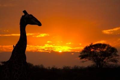 Дикая Африка в объективе талантливого фотографа. Фото