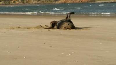 В Новой Зеландии у тюленя обнаружили флешку неизвестного туриста