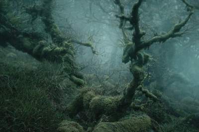 Фотограф покорил Сеть пейзажами туманного леса. Фото