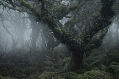 Фотограф покорил Сеть пейзажами туманного леса. Фото