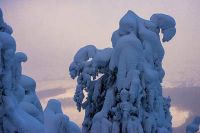 Облепленные снегом деревья в Карпатах. Фото