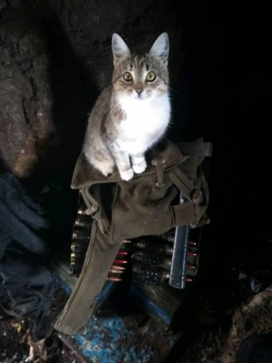 Украинские военные показали своих котов-помощников. Фото
