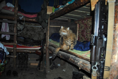 Украинские военные показали своих котов-помощников. Фото