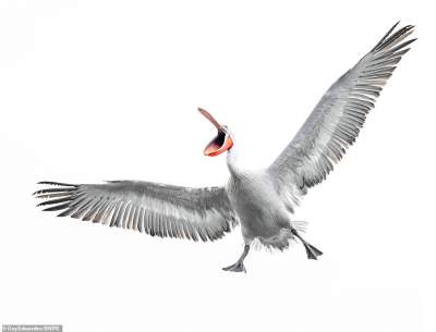 Фотограф показал красоту пеликанов. Фото