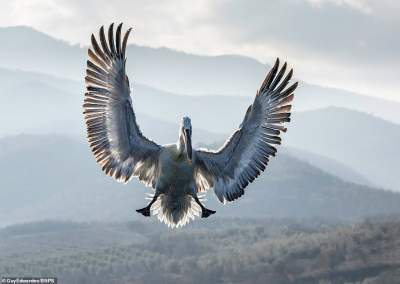 Фотограф показал красоту пеликанов. Фото