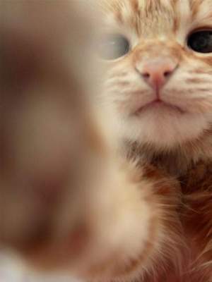 Забавные снимки котов в формате селфи. Фото