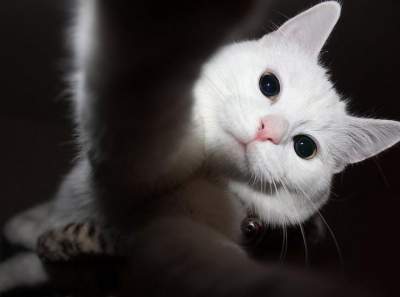 Забавные снимки котов в формате селфи. Фото