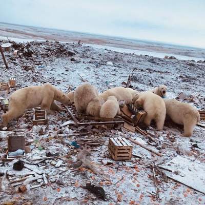 Нашествие белых медведей на архипелаге Новая Земля. Фото