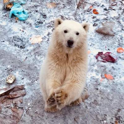 Нашествие белых медведей на архипелаге Новая Земля. Фото