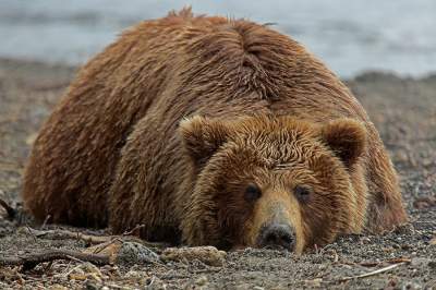 Жизнь медведей в дикой природе. Фото