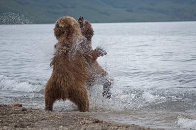 Жизнь медведей в дикой природе. Фото