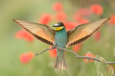 Красота птиц в объективе болгарского фотографа. Фото