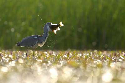 Красота птиц в объективе болгарского фотографа. Фото