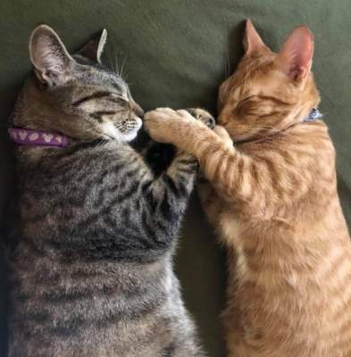 Коты показали свои любимые позы для сна