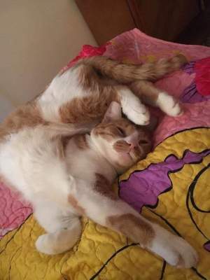 Коты показали свои любимые позы для сна