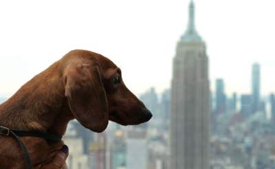 В Нью-Йорке прошла крупнейшая выставка собак. Фото