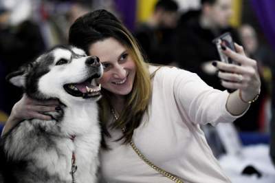 В Нью-Йорке прошла крупнейшая выставка собак. Фото