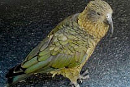 Новозеландский попугай ограбил туриста 