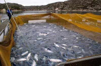 Как разводят красную рыбу в Норвегии. Фото