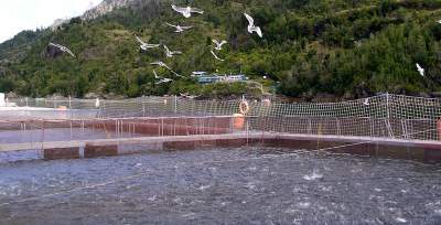 Как разводят красную рыбу в Норвегии. Фото