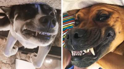 Владельцы собак с юмором показали, как проходят их дни