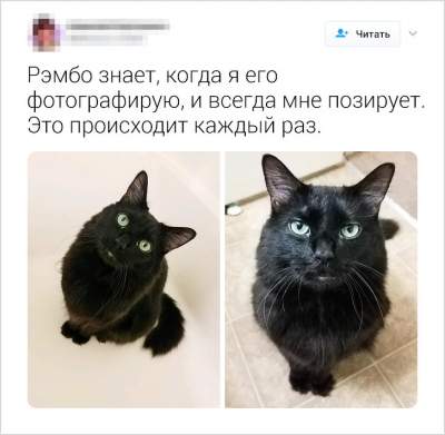 Пользователи Twitter рассказали о странностях своих кошек