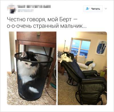 Пользователи Twitter рассказали о странностях своих кошек