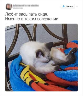 Пользователи Twitter рассказали о странностях своих кошек