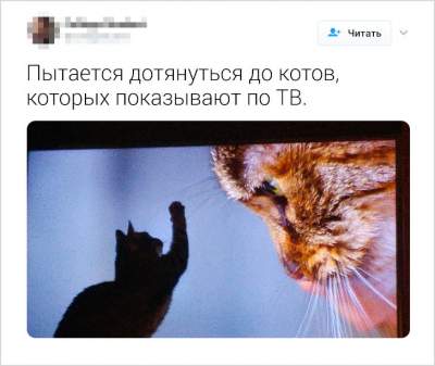 Пользователи Twitter рассказали о странностях своих кошек