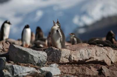 Пейзажи и животные Антарктиды. Фото