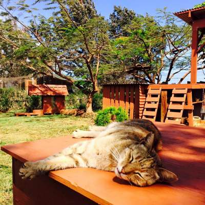 В этом гавайском заповеднике живут около 500 котов. Фото