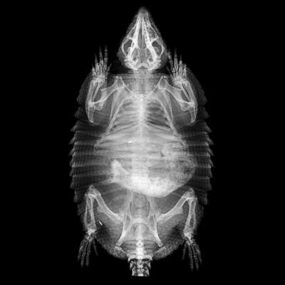 Животные в рентгеновских снимках от Лондонского зоопарка. Фото