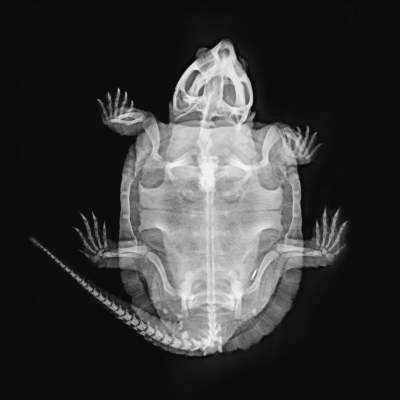 Животные в рентгеновских снимках от Лондонского зоопарка. Фото