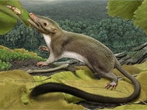 Все плацентарные животные произошли от мыши с пушистым хвостом 