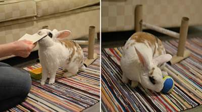 20 трюков за минуту: талантливый кролик стал настоящим рекордсменом