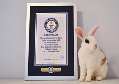 20 трюков за минуту: талантливый кролик стал настоящим рекордсменом